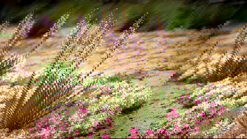 Western Australia’s Wildflowers, Private Gardens & Natural Phenomena