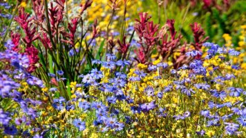 9 Day Western Australia’s Wildflower Trails Along the Coral Coast (APT)