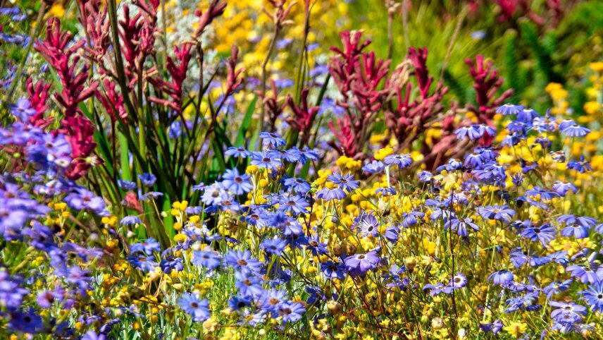 Western Australia’s Wildflower Trails Along the Coral Coast