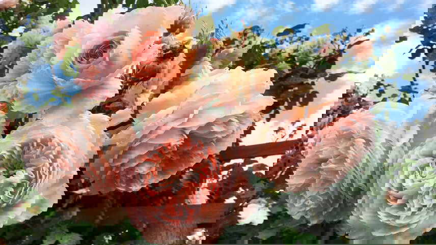 Heritage, Art & Rose Gardens of South Australia