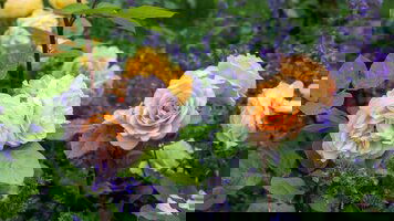 7 Day Heritage, Art & Rose Gardens of South Australia with Clare Valley (APT)