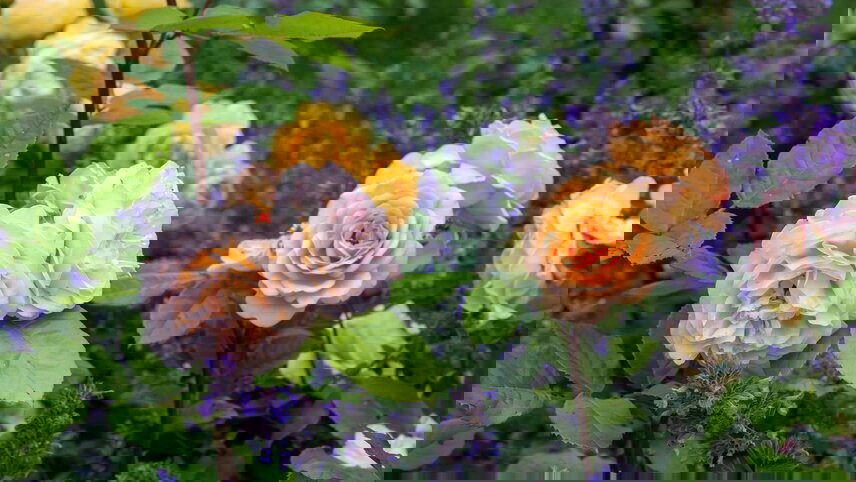 Heritage, Art & Rose Gardens of South Australia with Clare Valley