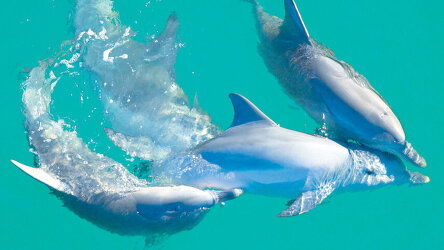 24 Day West Coast Explorer with Kimberley Coastal Expedition (APT)