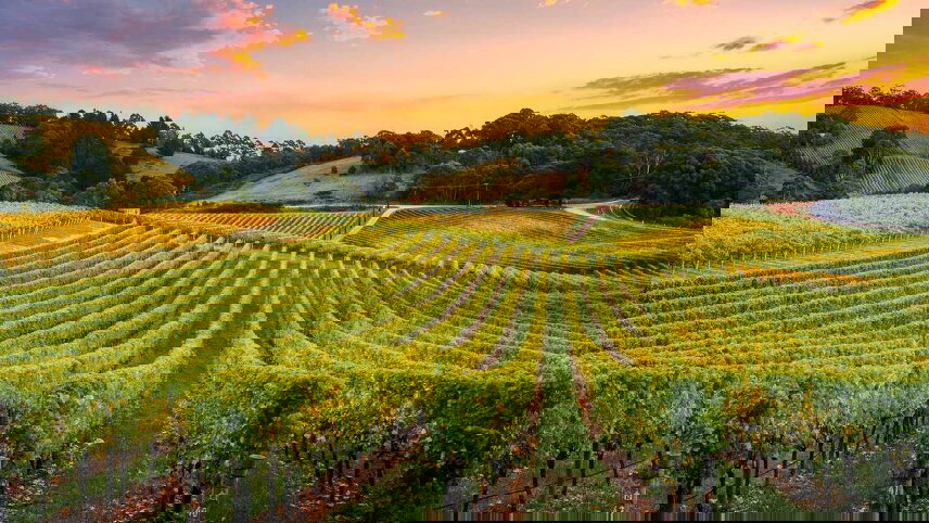 South Australia Flinders Ranges and Wineries