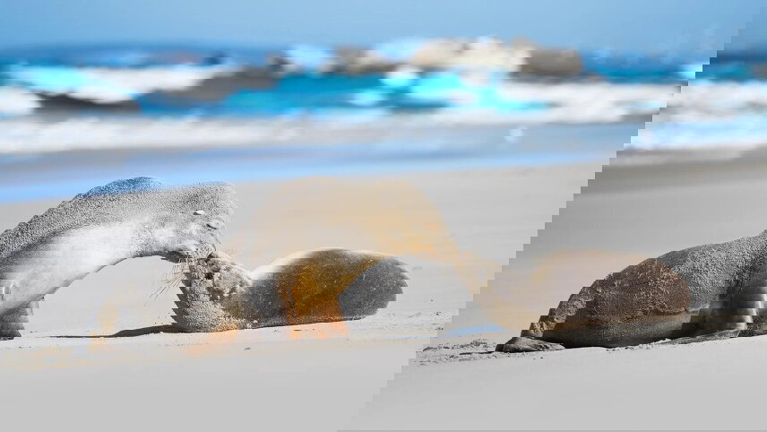 Central to South Explorer with Kangaroo Island