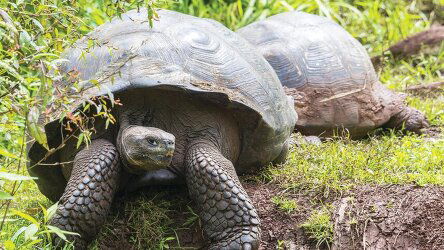 31 Day Antarctic Voyage with Galápagos and Peru (APT)