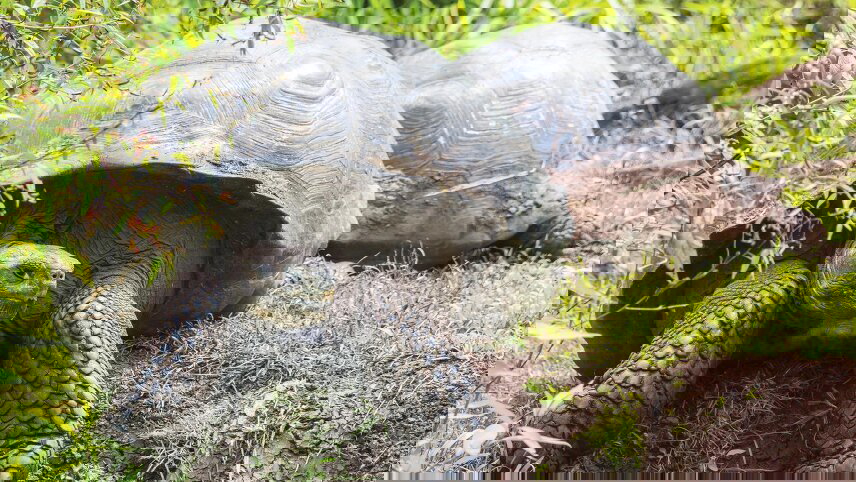 Antarctic Voyage with Galápagos and Peru