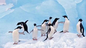 32 Day Antarctic Voyage with Galápagos and Peru (APT)