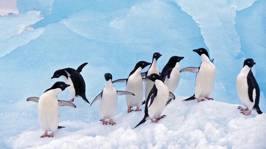 Antarctic Voyage with Galápagos and Peru