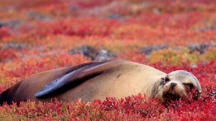 36 Day Antarctic Voyage with South America and Galapagos Islands (APT)