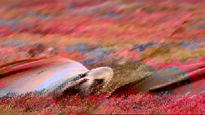 Antarctic Voyage with South America and Galapagos Islands