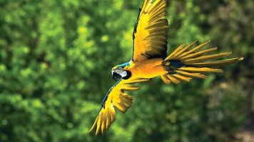 11 Day Spirit of Peru with Amazon Cruise (APT)