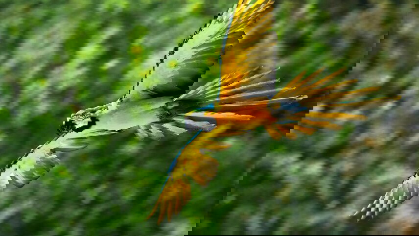 Spirit of Peru with Amazon Cruise