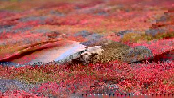 18 Day Spirit of Peru with Amazon and Galápagos Cruises (APT)