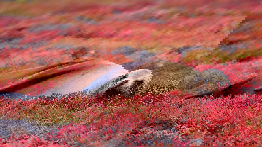 Spirit of Peru with Amazon and Galápagos Cruises