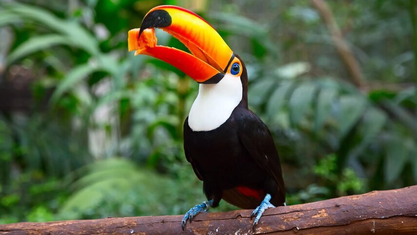 Best of South America with Amazon & Galápagos Cruises