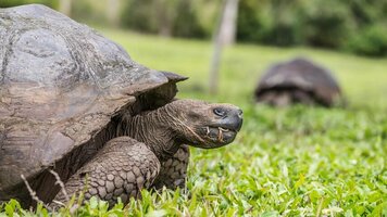 15 Day Spirit of Peru with Galápagos Cruise (APT)