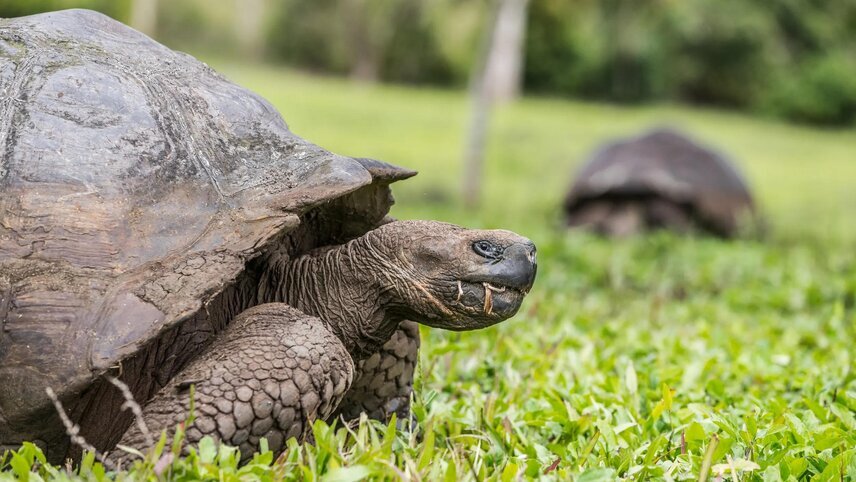 Spirit of Peru with Galápagos Cruise