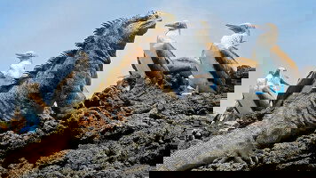 7 Day Ecuador and Galápagos Islands Cruise (APT)