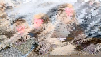 18 Day Japan Land of Wonders (APT)