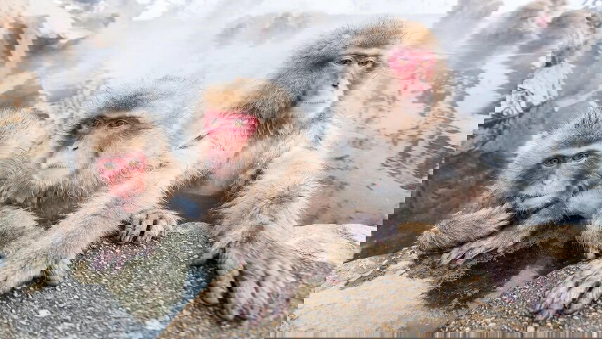 Japan Land of Wonders