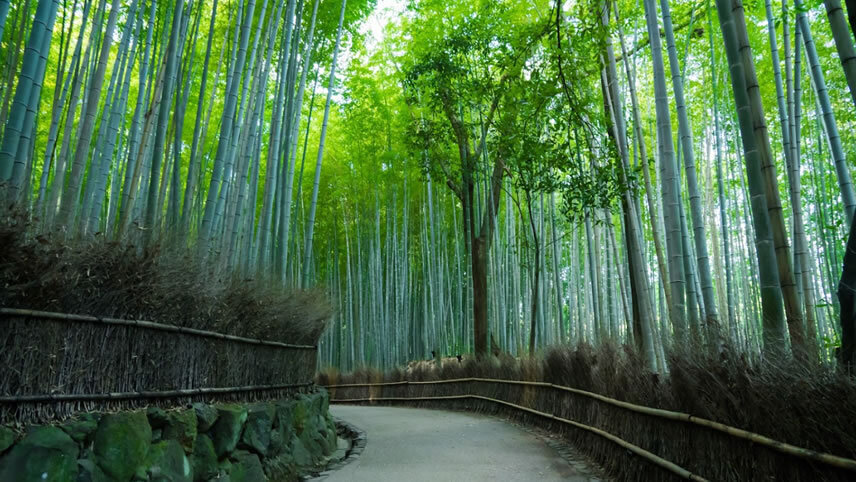 Grand Tour of Japan and South Korea