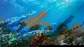 3 Day Great Barrier Reef Wonders (APT)