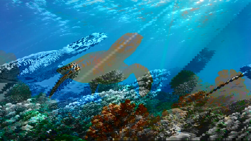 Great Barrier Reef Wonders