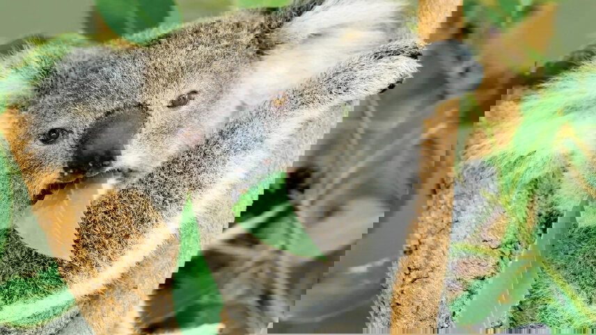 Melbourne Wildlife & Cultural Discovery