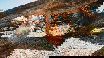 4 Day Perth & Rottnest Island Explorer (APT)