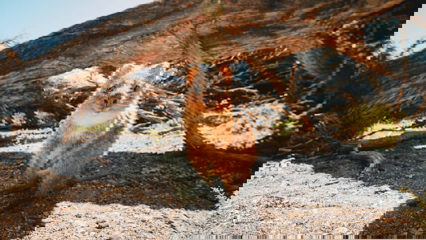 Perth & Rottnest Island Explorer