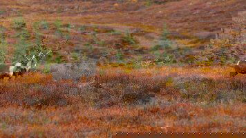 14 Day Natural Wonders of Alaska (APT)