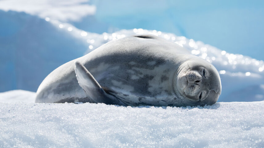 Antarctic Feast: Circle in Depth