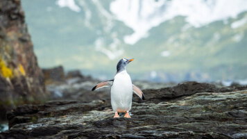 22 Day Antarctica Complete (Aurora Expeditions)