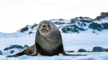17 Day Southern Antarctic Realms: Antarctic Circle & Weddell Sea (Aurora Expeditions)