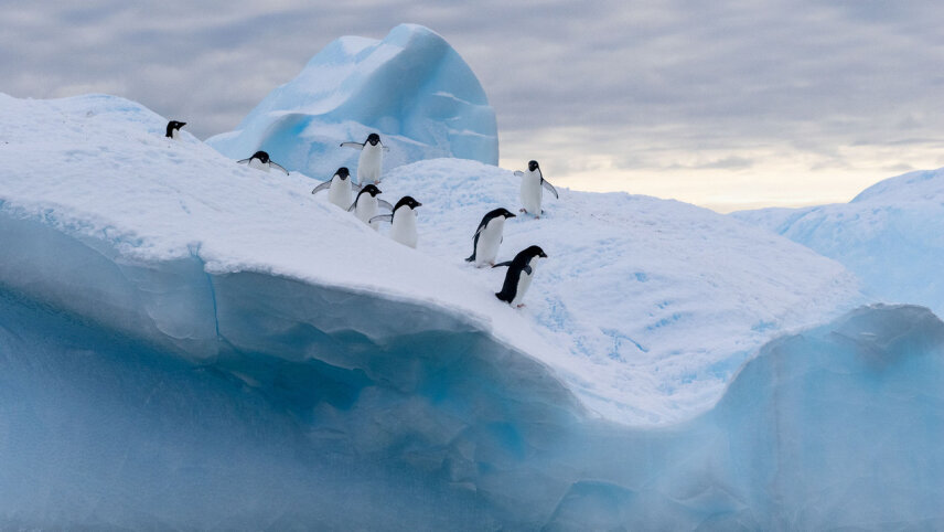 Southern Antarctic Realms: Antarctic Circle & Weddell Sea