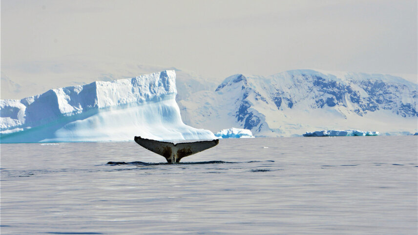 Spirit of Antarctica: Whale Migration