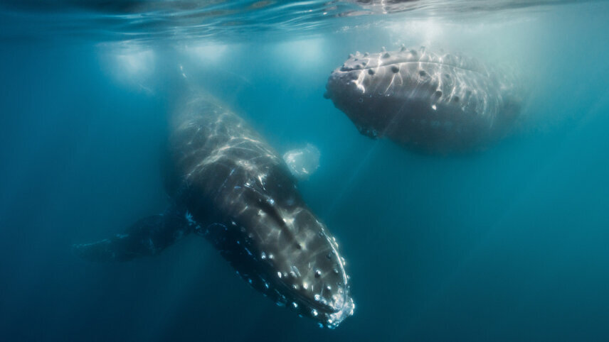Spirit of Antarctica: Whale Migration