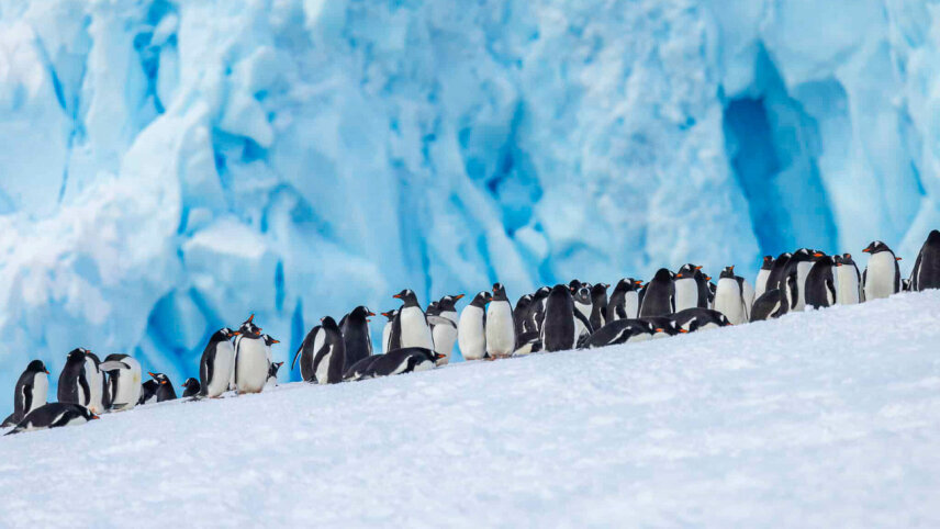 Spirit of Antarctica: In Partnership with New Scientist Discovery Tours
