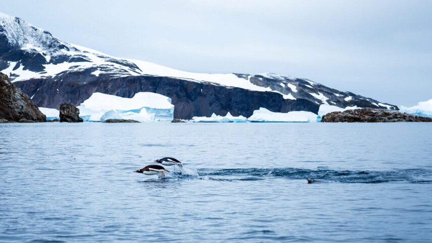 Spirit of Antarctica: In Partnership with New Scientist Discovery Tours