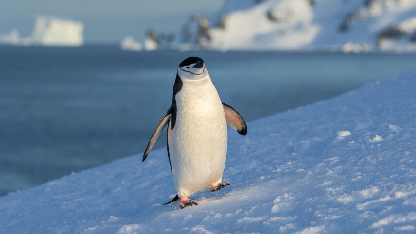 Spirit of Antarctica