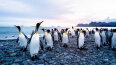 21 Day South Georgia, Falklands & Antarctic Odyssey (Aurora Expeditions)