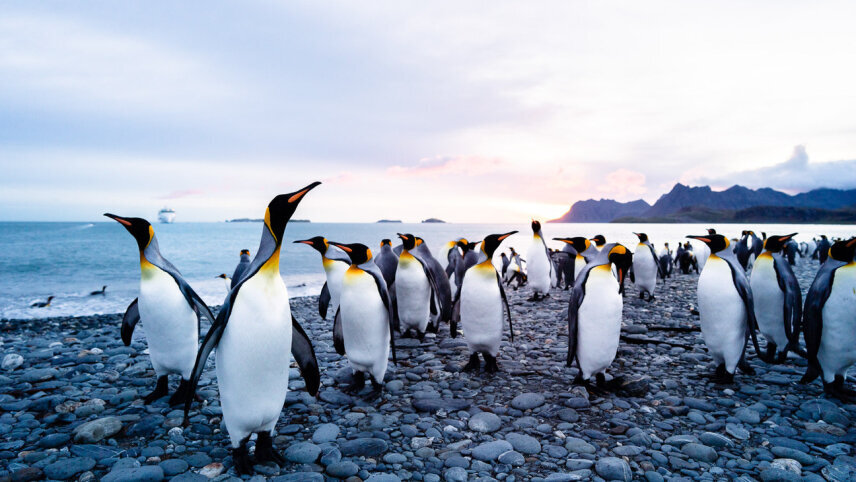 South Georgia, Falklands & Antarctic Odyssey