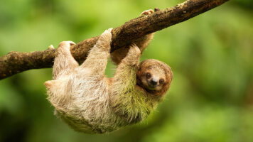 11 Day Costa Rica & the Panama Canal (Aurora Expeditions)