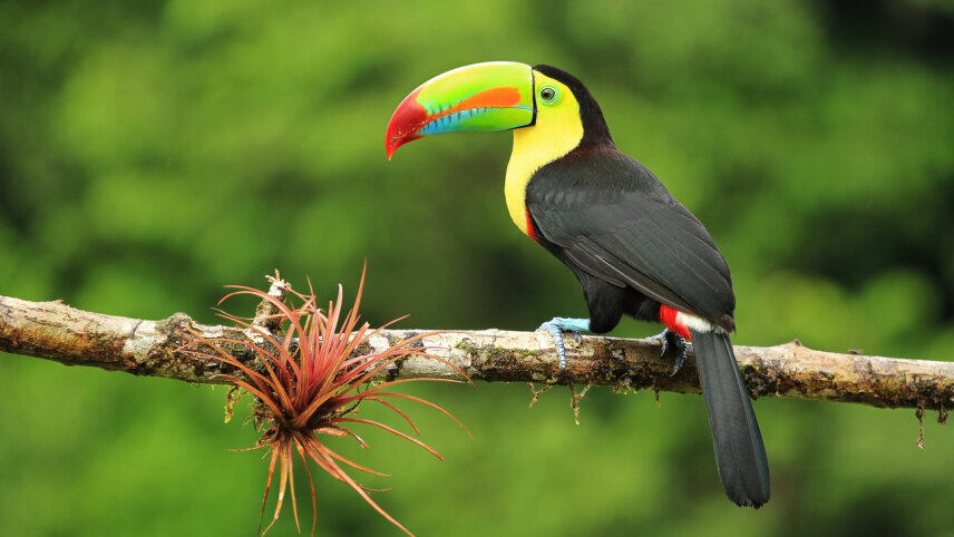 Costa Rica & the Panama Canal