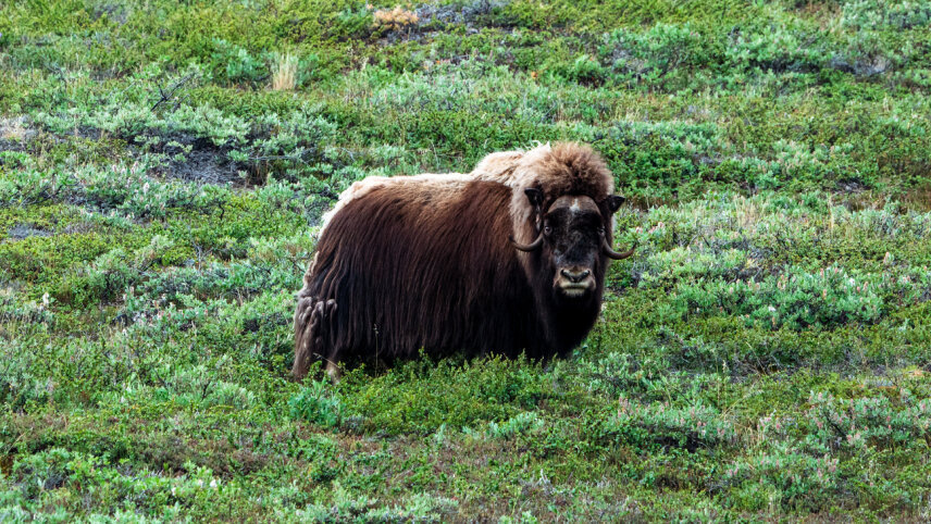 Jewels of the Arctic - Spitsbergen & East Greenland