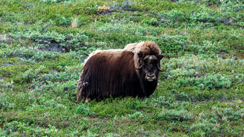 Jewels of the Arctic - Spitsbergen & East Greenland