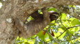 10 Day Panama and Costa Rica: Crossing the Canal (Aurora Expeditions)