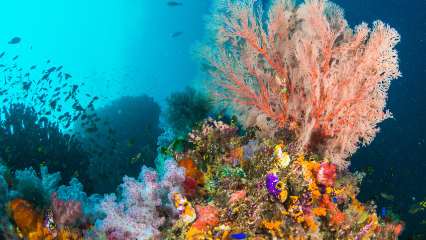 Living Treasures of Raja Ampat & the Spice Islands