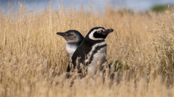 11 Day Glaciers & Fjords of Southern Patagonia (Aurora Expeditions)